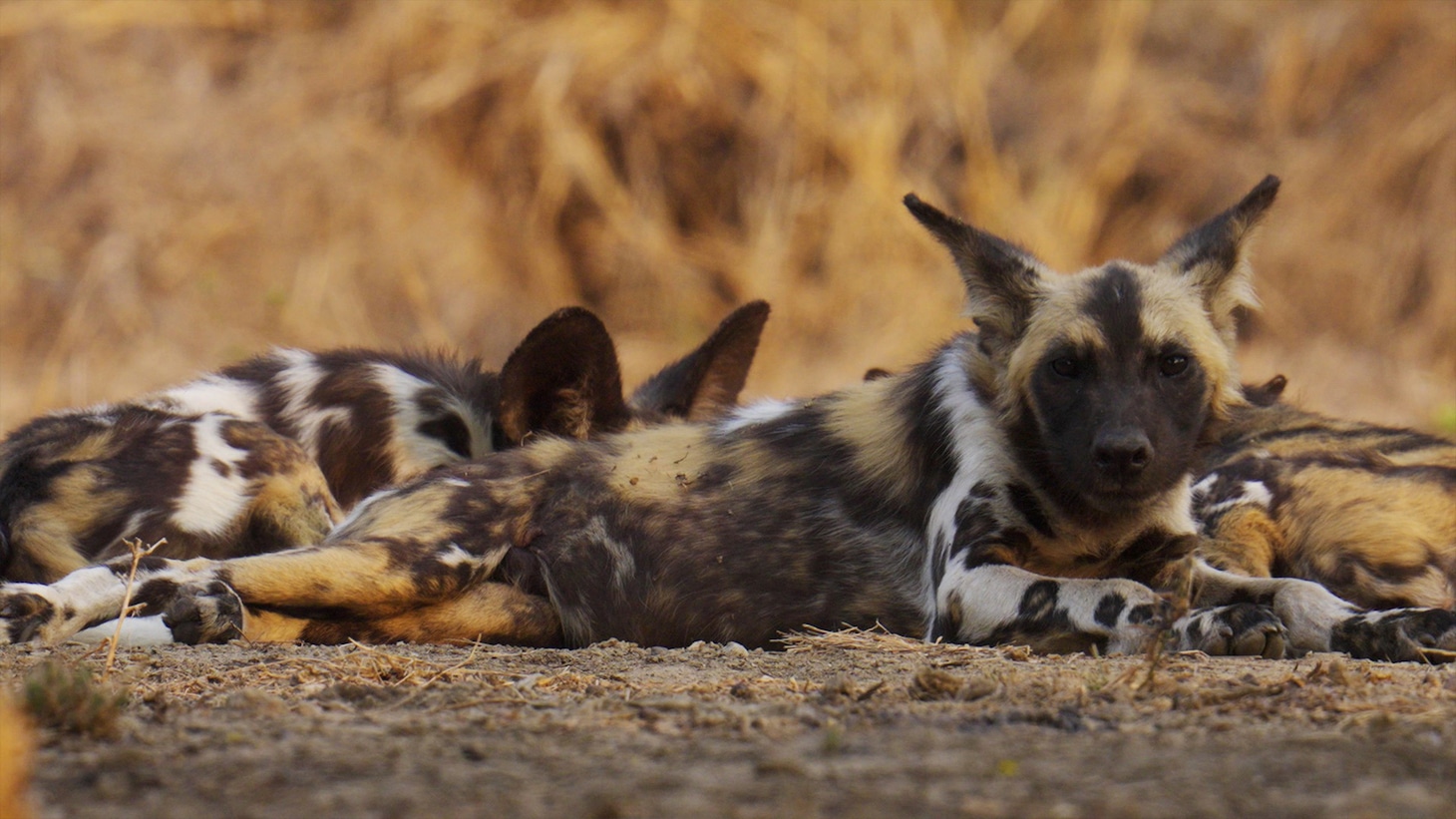 「ダーウィンが来た！『奇跡！逆転！仰天！ “絶滅”からの復活劇スペシャル』」より。（写真提供：NHK）