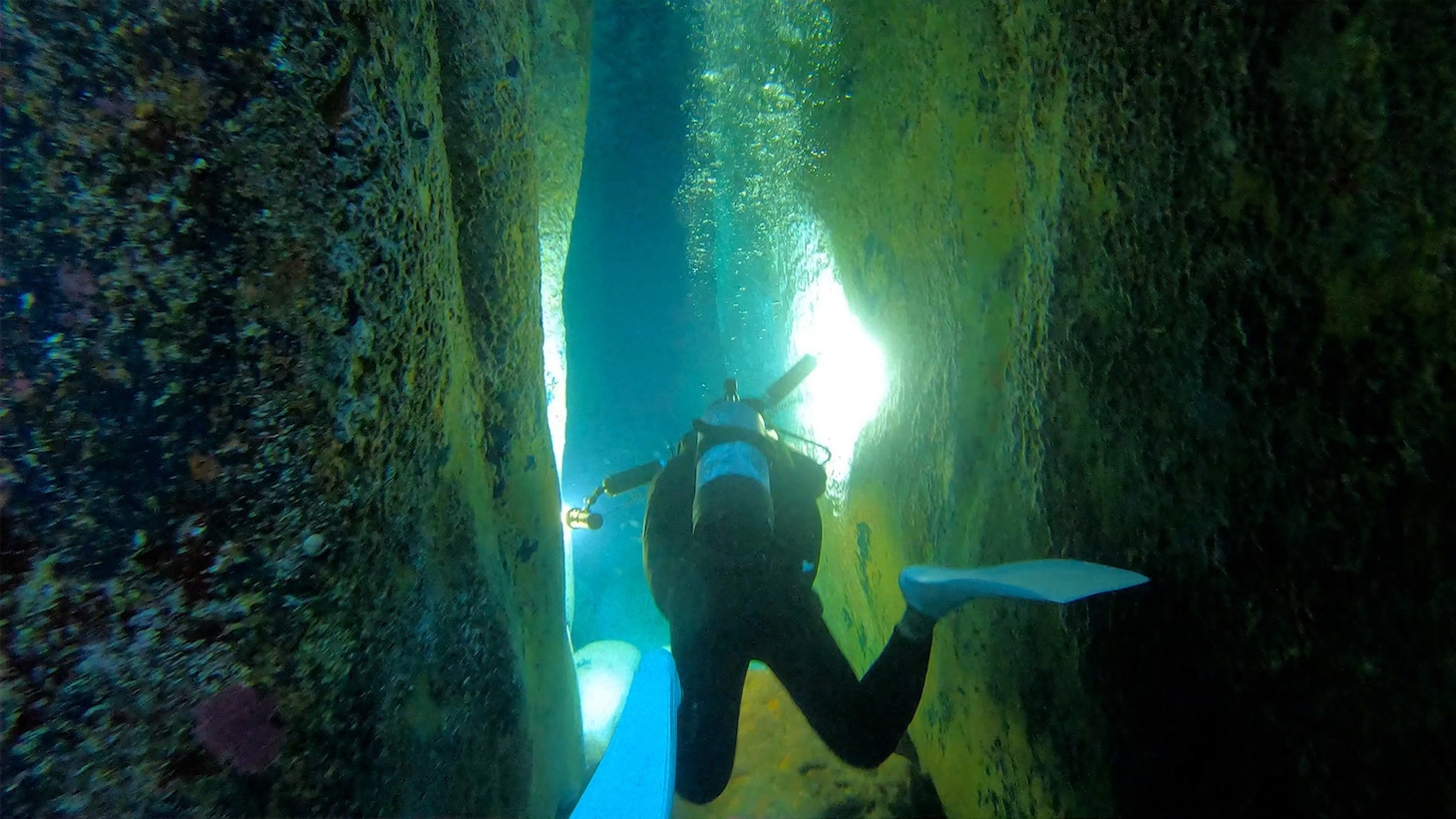 「ダーウィンが来た！『奇跡！逆転！仰天！ “絶滅”からの復活劇スペシャル』」より。（写真提供：NHK）