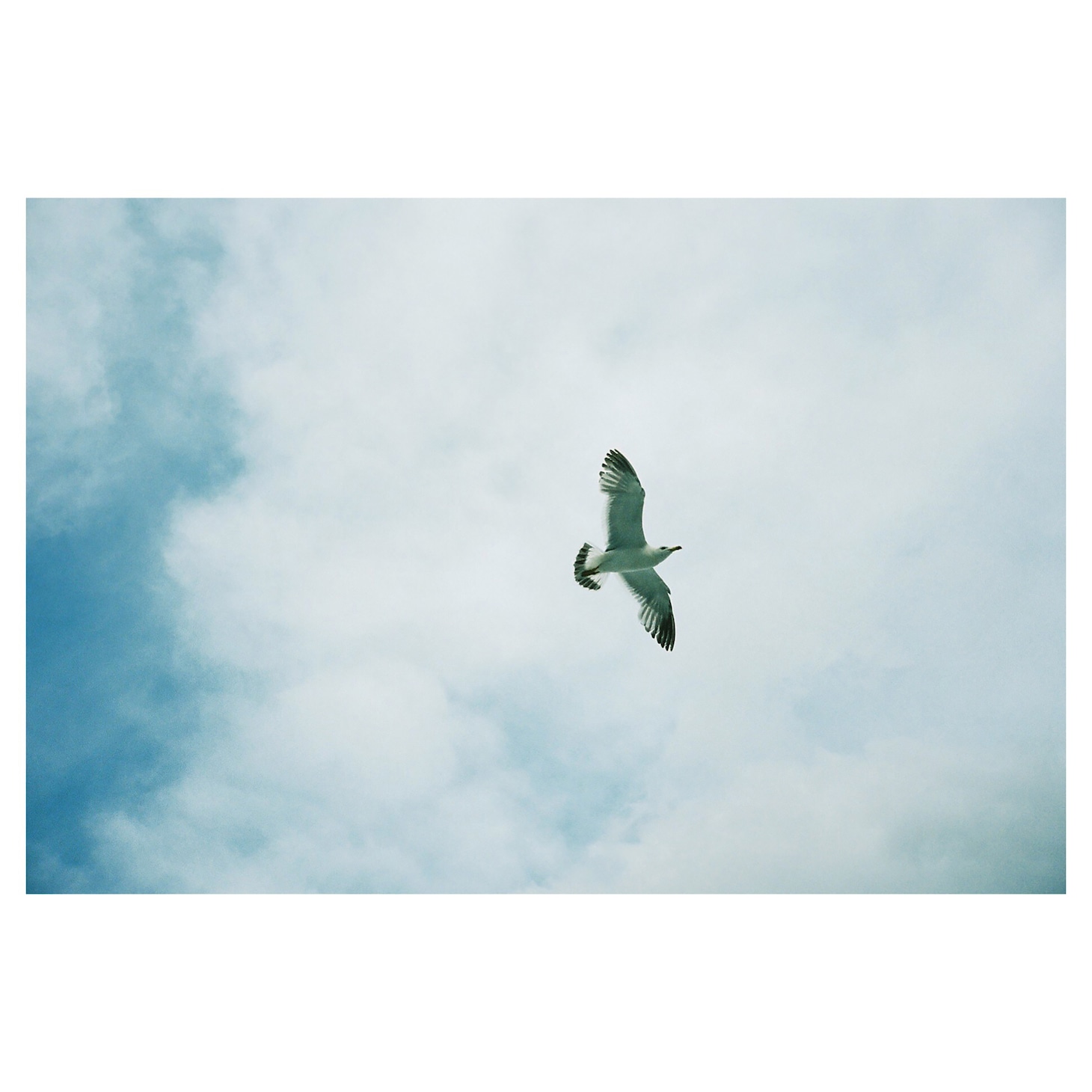 山内総一郎「ソラネコ」ジャケット