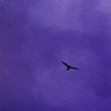 Bialystocks「言伝」配信ジャケット