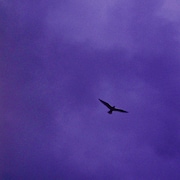 Bialystocks、アニメ「違国日記」EDテーマを配信リリース