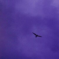 Bialystocks「言伝」配信ジャケット