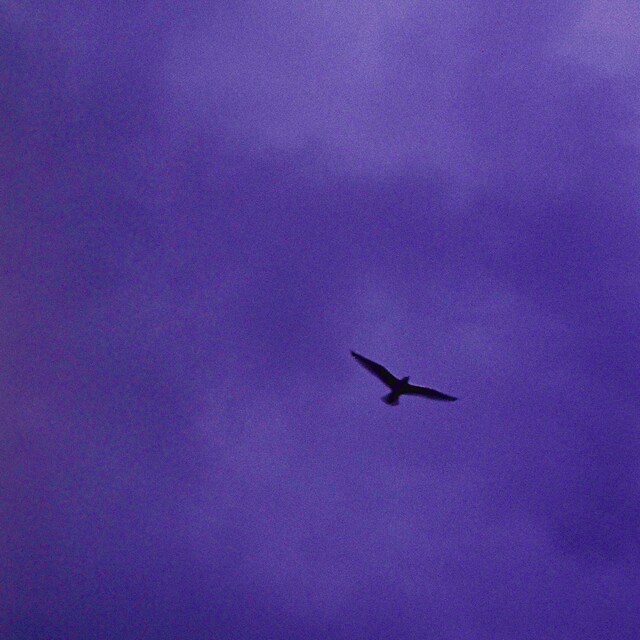 Bialystocks「言伝」配信ジャケット