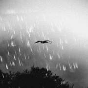 guca owl「Don't Judge Me feat. MACCHO」配信ジャケット