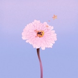 茉ひる「百日草」 ジャケット