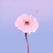 茉ひる「百日草」 ジャケット