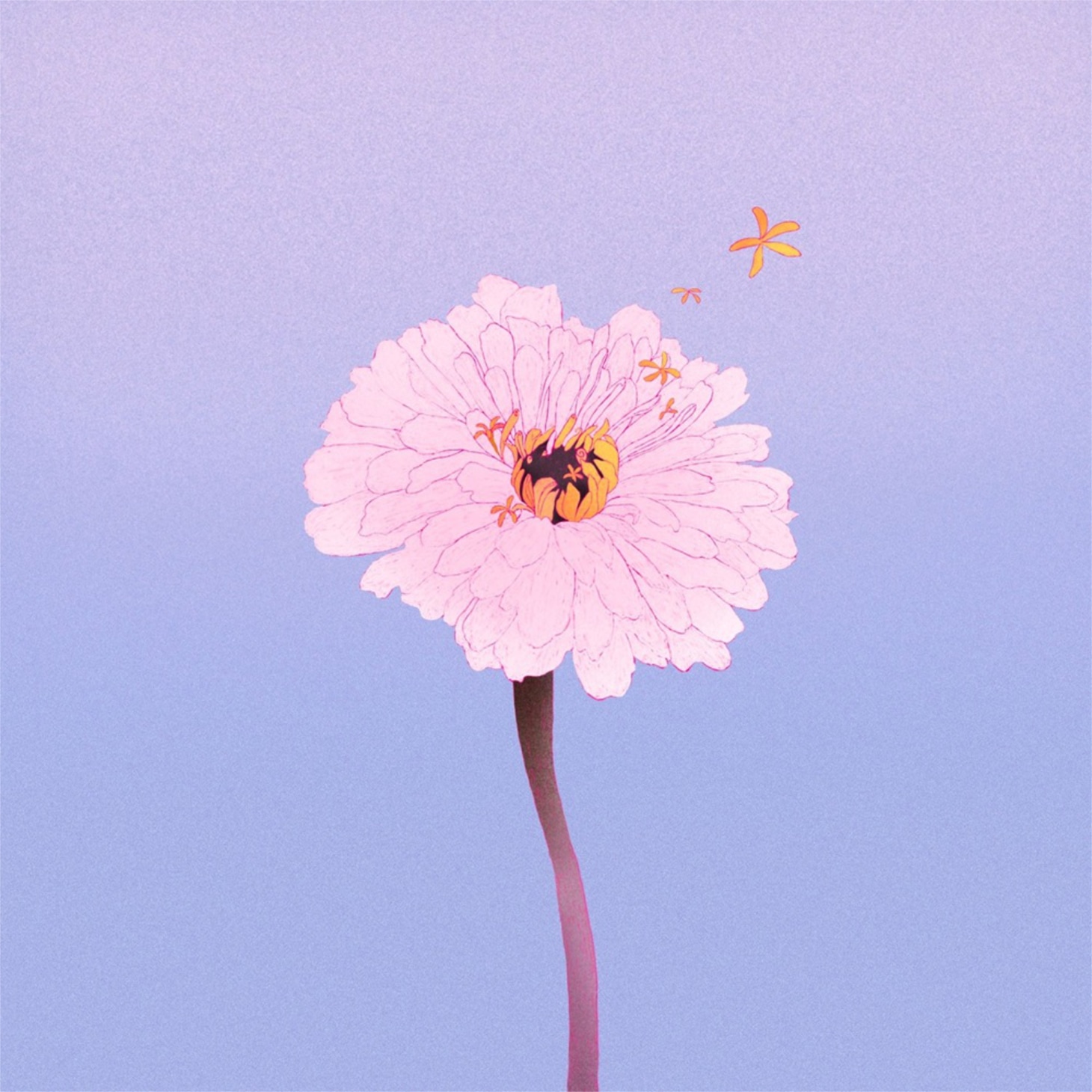 茉ひる「百日草」 ジャケット