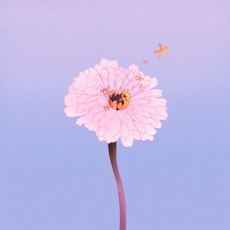 茉ひる「百日草」 ジャケット