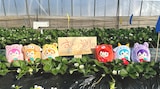 オリジナルブランド苺「すとぷり」を栽培するイチゴ農園。