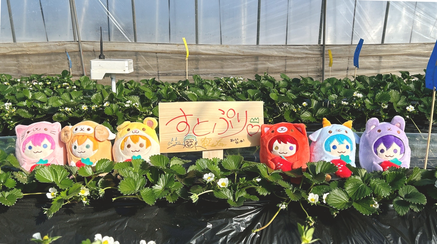 オリジナルブランド苺「すとぷり」を栽培するイチゴ農園。