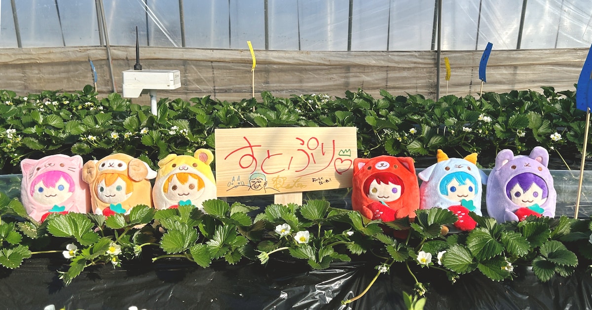 すとぷりのオリジナル苺『すとぷり』数量限定発売