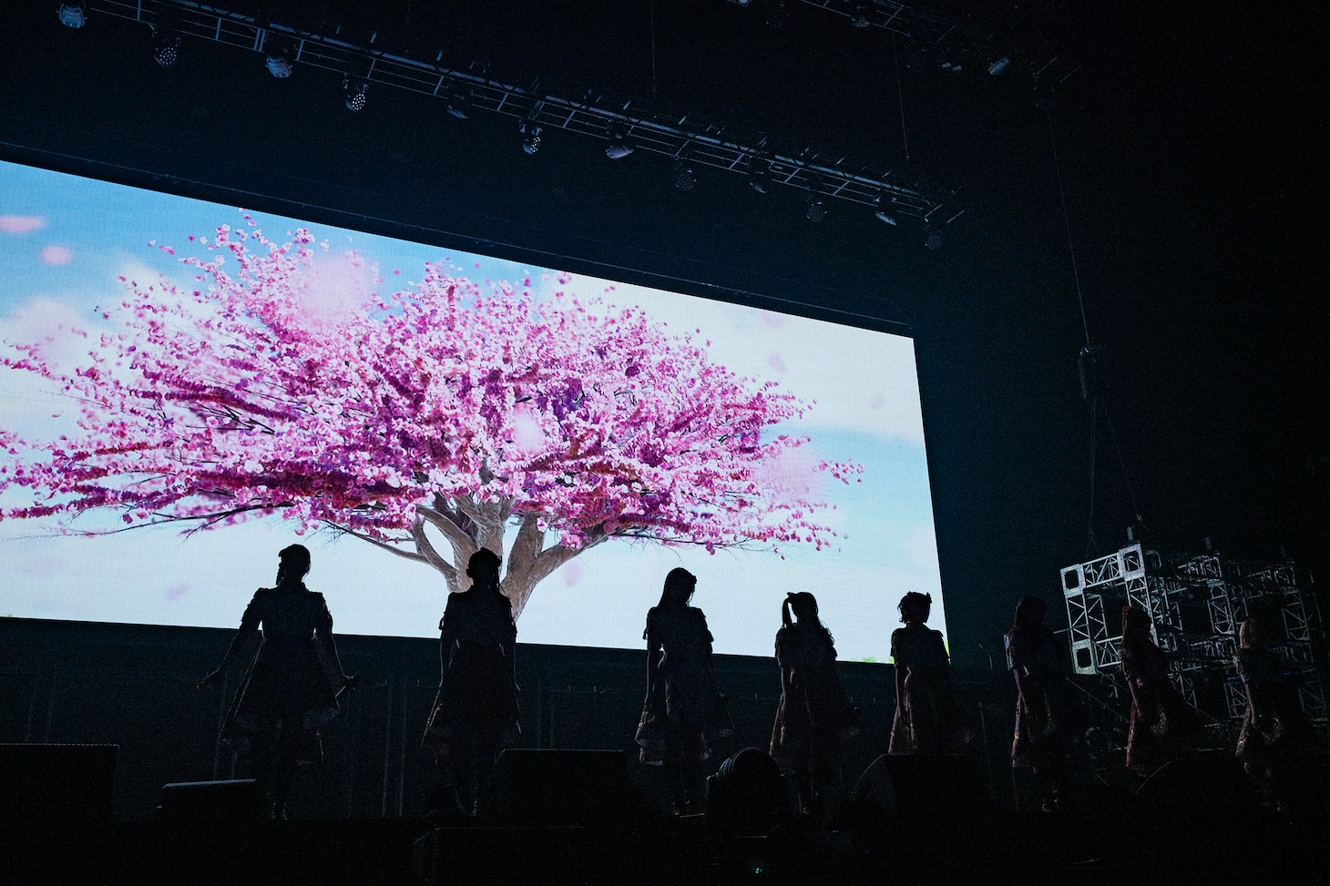 スクリーンに写る桜。