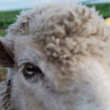 No.MEN「BAA, AS THE SHADOWS LOOM」ジャケット