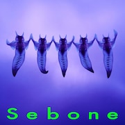 とた「Sebone -脊髄盤-」ジャケット