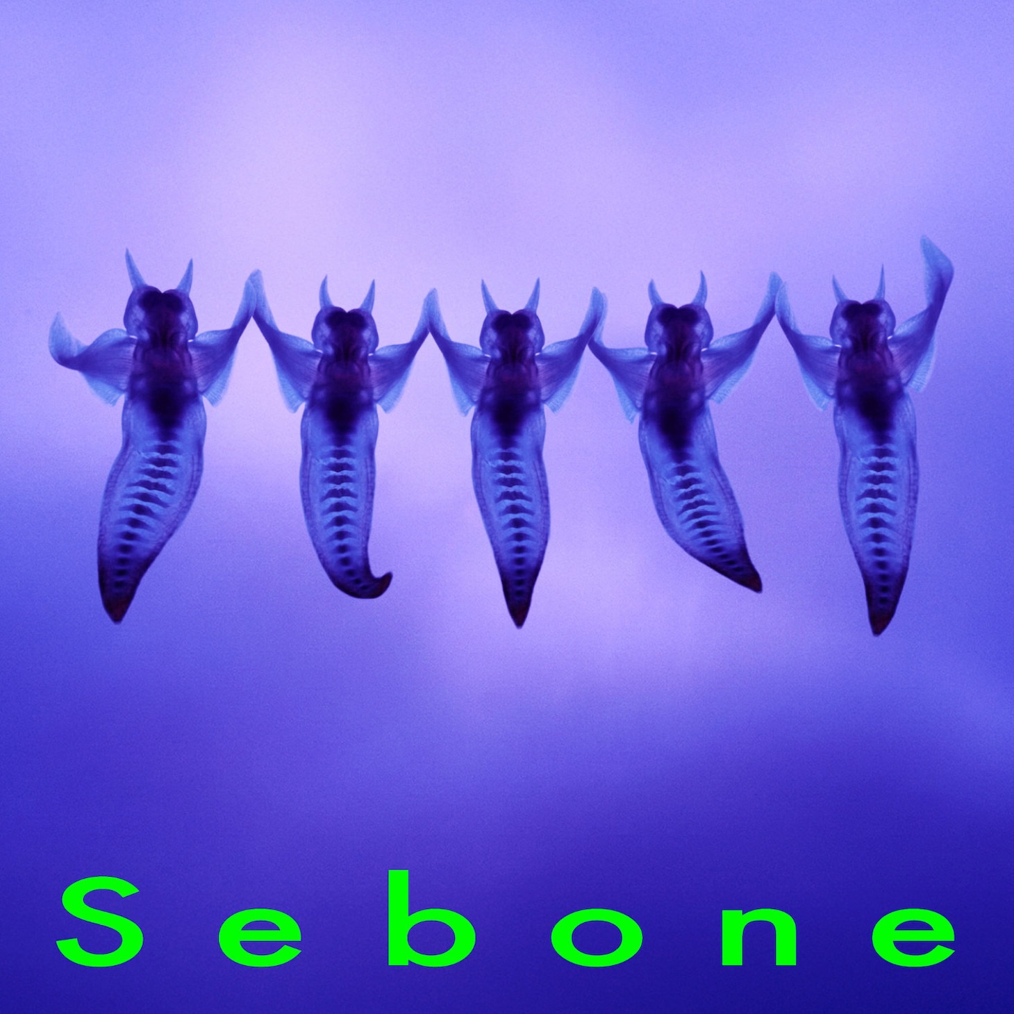 とた「Sebone -脊髄盤-」ジャケット