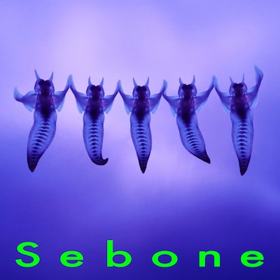 とた「Sebone -脊髄盤-」ジャケット