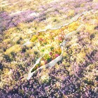 Meg Bonus、“彩度100％の楽しい思い出”をポップソングに