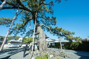 日本遺産構成文化財の「久遠の松」。