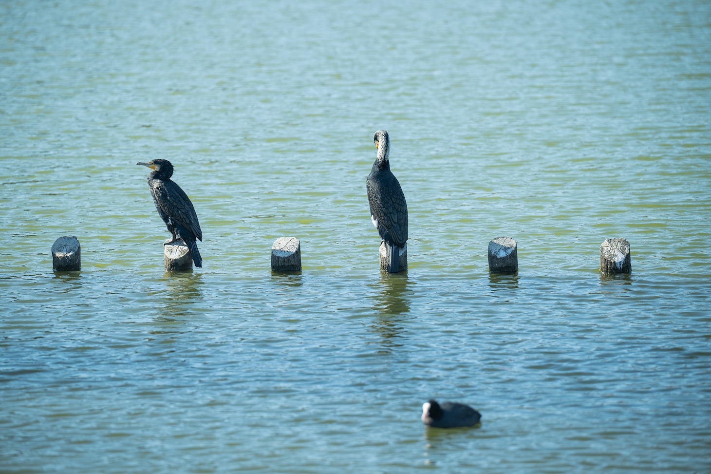 蓮華寺池公園の水辺には鳥が。