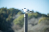 冬の蓮華寺池公園にはかもめが。