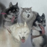 Romantic「犬ぞり」配信ジャケット