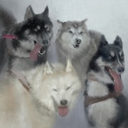 Romantic「犬ぞり」配信ジャケット