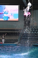 大ジャンプを見せるイルカ。