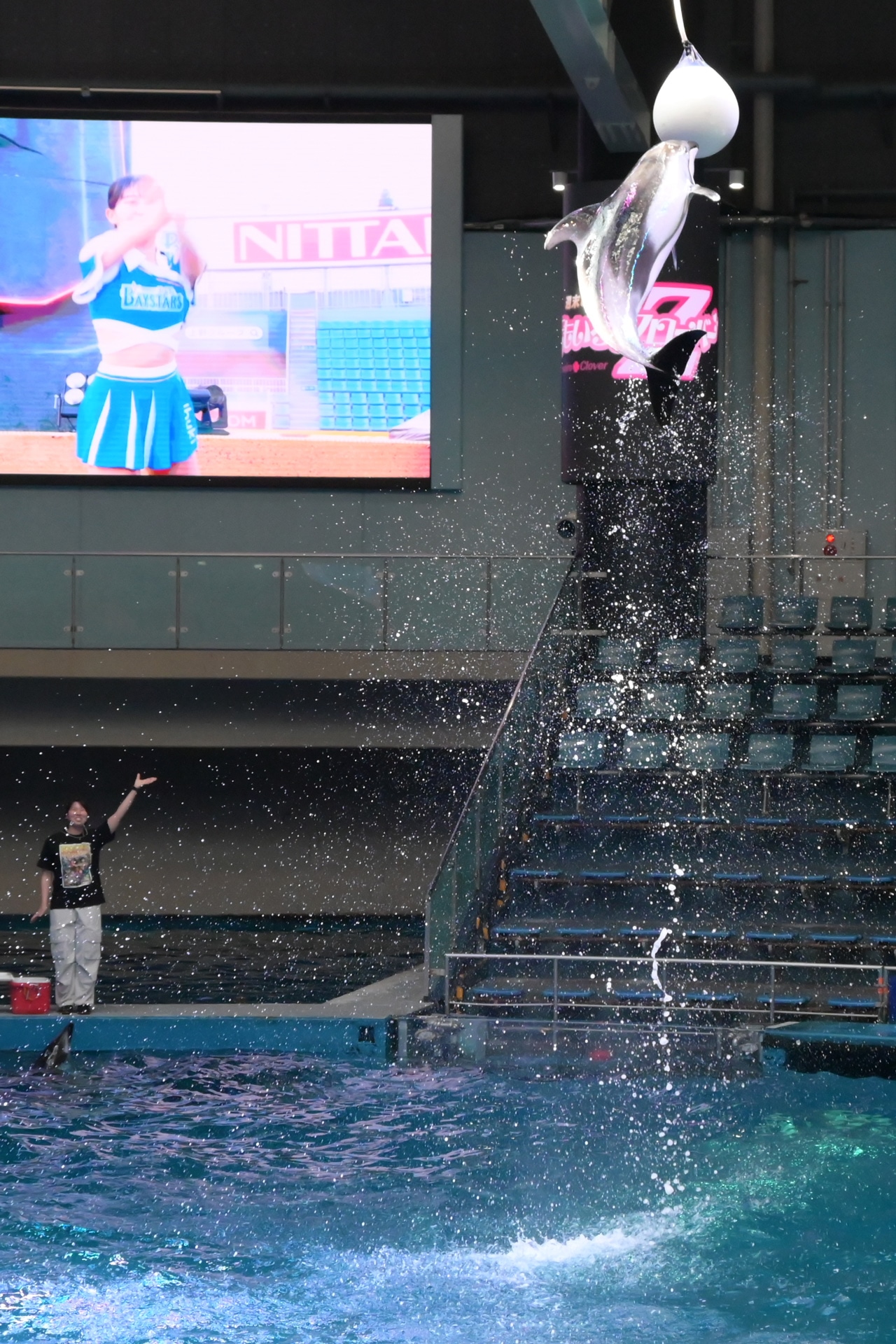大ジャンプを見せるイルカ。