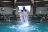 ももクロコラボのドルフィンパフォーマンス「Splash!!!! イルカとバシャ騒ぎ」の様子。
