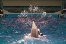 ももクロコラボのドルフィンパフォーマンス「Splash!!!! イルカとバシャ騒ぎ」の様子。