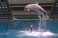 ももクロコラボのドルフィンパフォーマンス「Splash!!!! イルカとバシャ騒ぎ」の様子。