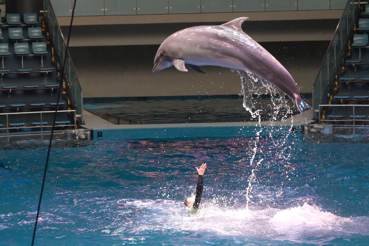 ももクロコラボのドルフィンパフォーマンス「Splash!!!! イルカとバシャ騒ぎ」の様子。