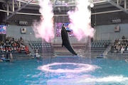 ももクロコラボのドルフィンパフォーマンス「Splash!!!! イルカとバシャ騒ぎ」の様子。