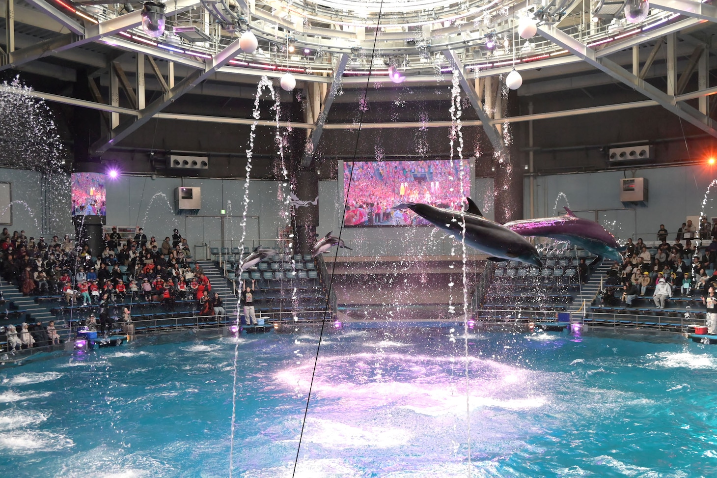 ももクロコラボのドルフィンパフォーマンス「Splash!!!! イルカとバシャ騒ぎ」の様子。