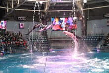 ももクロコラボのドルフィンパフォーマンス「Splash!!!! イルカとバシャ騒ぎ」の様子。