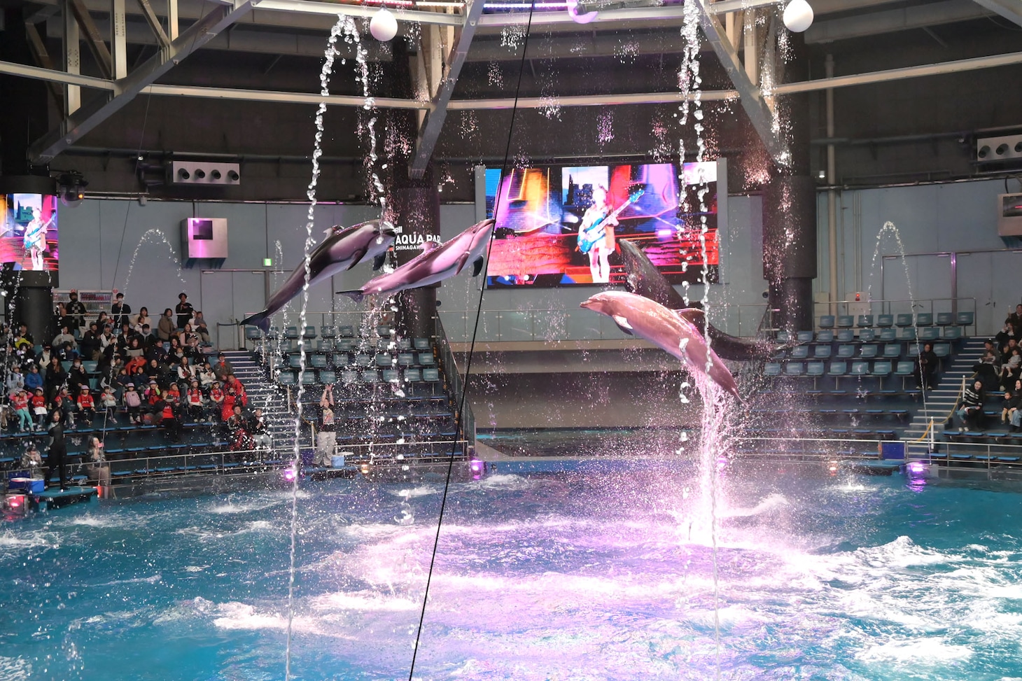 ももクロコラボのドルフィンパフォーマンス「Splash!!!! イルカとバシャ騒ぎ」の様子。