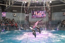 ももクロコラボのドルフィンパフォーマンス「Splash!!!! イルカとバシャ騒ぎ」の様子。