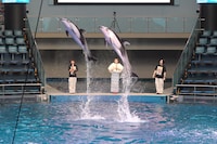 百田夏菜子（ももいろクローバーZ）のサインで跳んだイルカ。