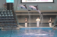 百田夏菜子（ももいろクローバーZ）のサインで跳んだイルカ。