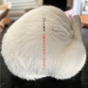 山下久美子「大事なものはなくならない。」ジャケット