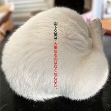 山下久美子デビュー45周年ベストアルバム発表、康珍化とひさびさにタッグ組んだ新曲も収録