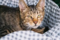 家の近くにいた猫。Cody・Lee(李)の楽曲「I'm sweet on you(BABY I LOVE YOU)」に登場する。（撮影：高橋響）