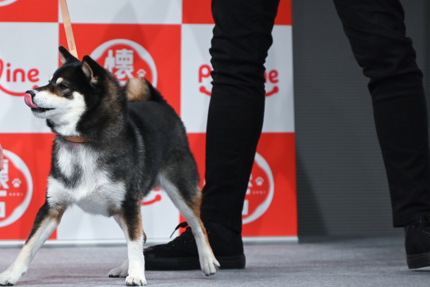 「懐石」を目がけて突っ走ろうとするウメちゃん。