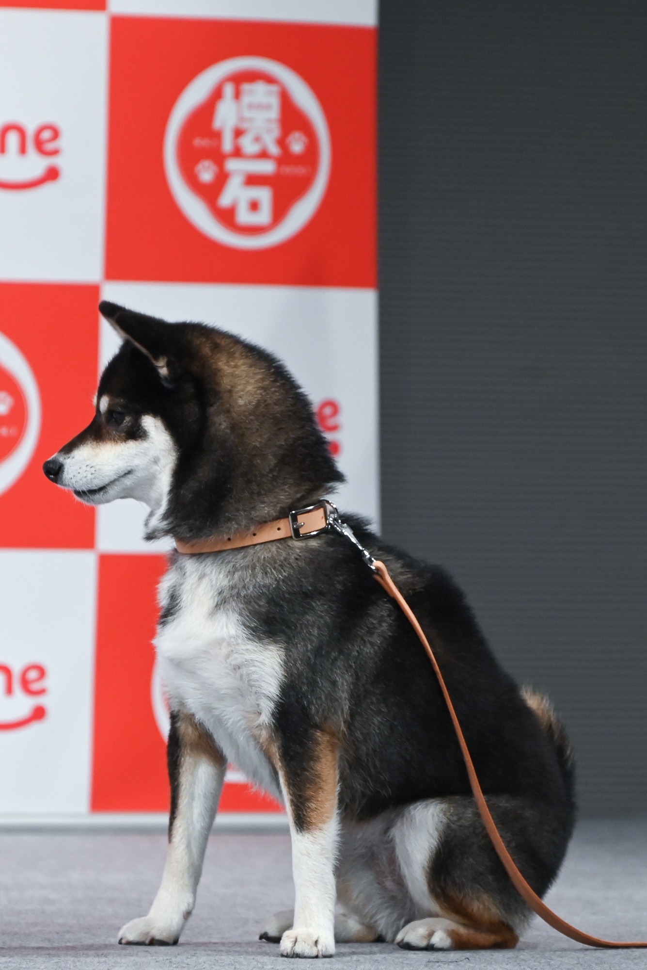 佐久間大介（Snow Man）の指示に従っておすわりするウメちゃん。