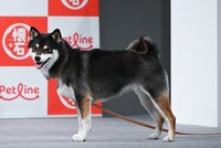 たまにカメラを見るウメちゃん。