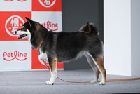 ウメちゃん。視線の先には「懐石」。