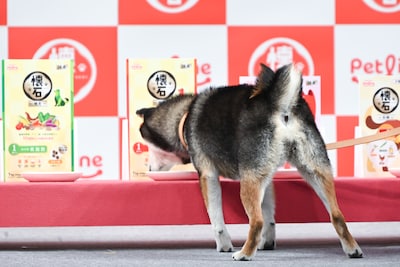 「懐石」を勢いよく食べるウメちゃん。