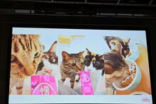 佐久間大介（Snow Man）の愛猫の様子。