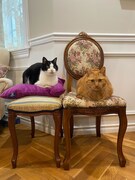 椅子の上でくつろぐチェロちゃんとプリンちゃん。