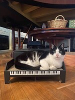 ピアノ型爪研ぎでくつろぐチェロちゃん。